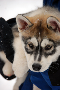 Huskies Erleben